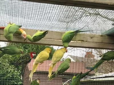 Indický ringneck papoušek