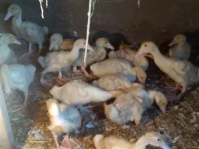 Rozkrmené masné kachny