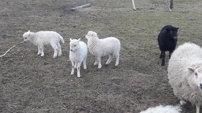 Quessanské jehňátka