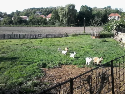 Kozel, kozy a kůzlata
