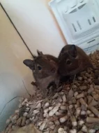 Osmák degu