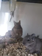 Osmák degu