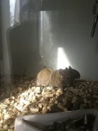 Osmák degu
