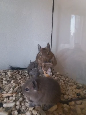 Osmák degu