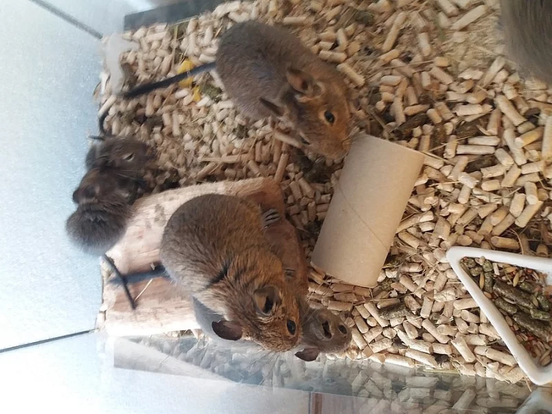 Osmák degu