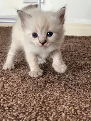 Bessy Gccf Registrovaná Ragdoll koťata