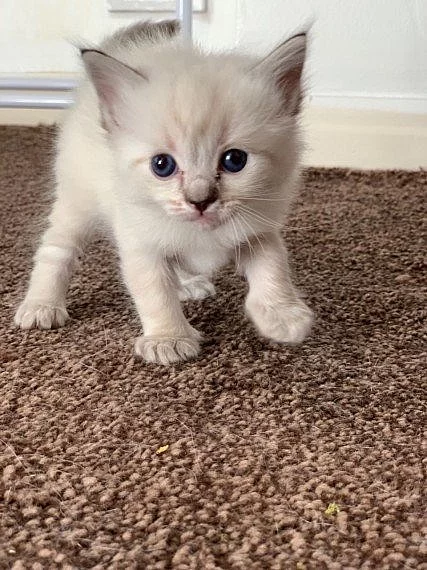 Bessy Gccf Registrovaná Ragdoll koťata