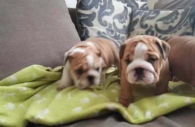 Úžasný britský buldok štěňata muž a žena.