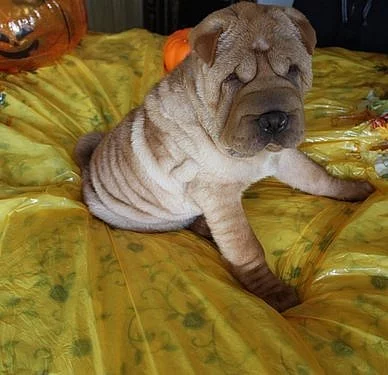 Vanessa Krásné Shar Pei štěňata připravena jít.