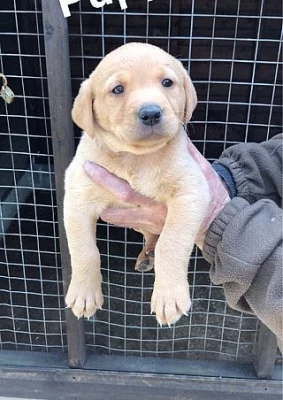 Krásné mužské a ženské Kc Registrovaní labradorští štěňátka.