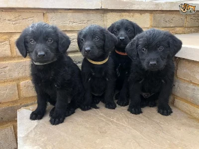 Milující mužský a ženský vrh F1 Labradoodles Ready!