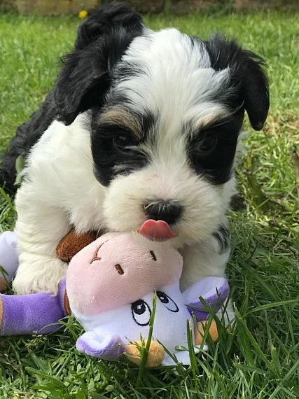 Sen Lounge mužské a ženské Havanese štěňata.