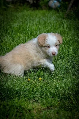 štěně fenka border kolie