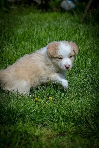 štěně fenka border kolie