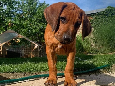 Rhodesian (rhodézský) ridgeback, štěňátko s PP