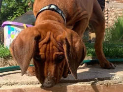 Rhodesian (rhodézský) ridgeback, štěňátko s PP