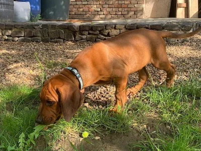 Rhodesian (rhodézský) ridgeback, štěňátko s PP