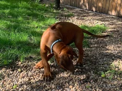 Rhodesian (rhodézský) ridgeback, štěňátko s PP