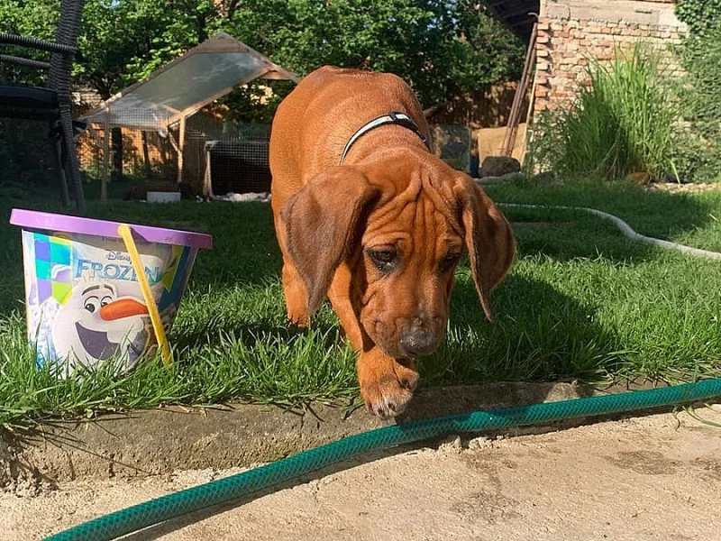 Rhodesian (rhodézský) ridgeback, štěňátko s PP
