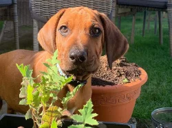 Rhodesian (rhodézský) ridgeback, štěňátko s PP