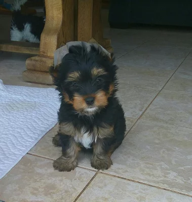 jorkšírský terier