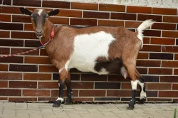 Kůzlata