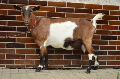 Kůzlata