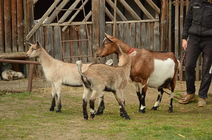 Kůzlata