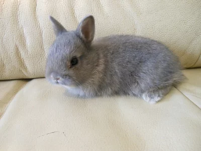 Zakrslí králíčci s teddy genem a další