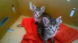 daruji zdarma koťata