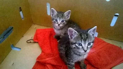 daruji zdarma koťata