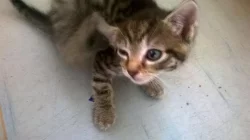 daruji zdarma koťata