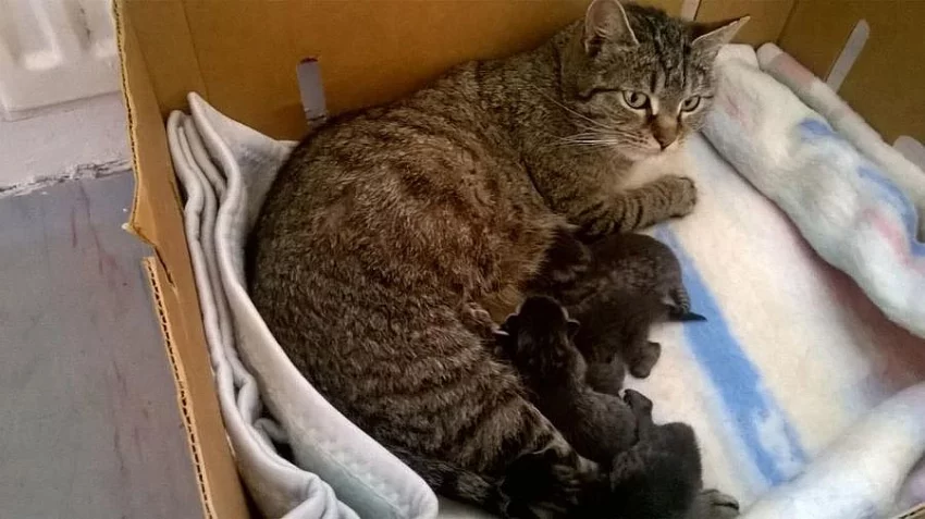 daruji zdarma koťata