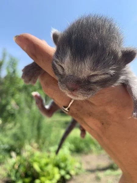 Vymazlená koťátka