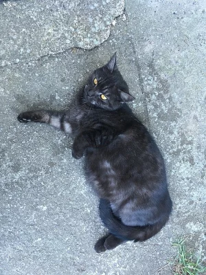 Vymazlená koťátka