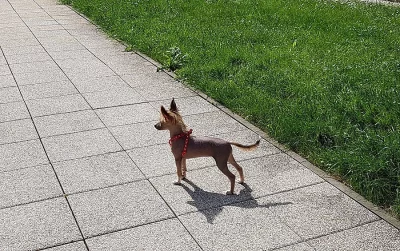 Nabízím štěně-HA fenku čínského chocholatého psa-naháč