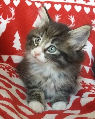 Norská lesní kočka s PP - koťátka