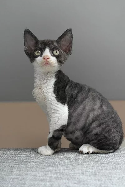 Devon rex kocourci s PP
