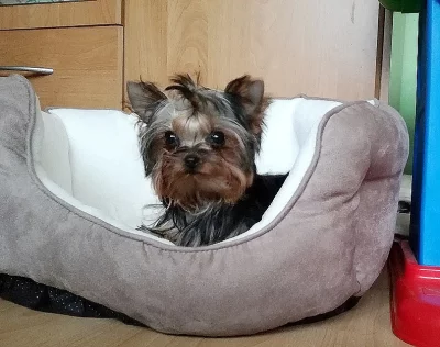 Fenečka Jorkšírského teriera s PP