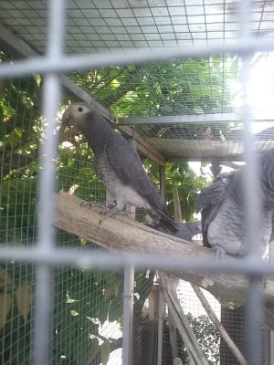 Mladata ŽAKO lyberyjsky