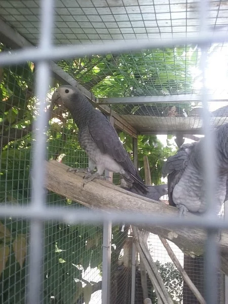 Mladata ŽAKO lyberyjsky