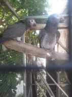 Mladata ŽAKO lyberyjsky