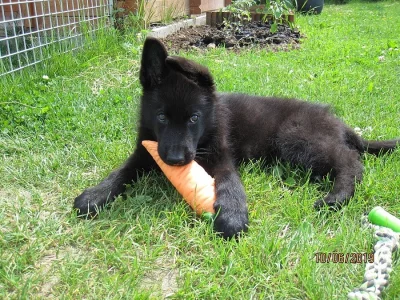 Prodám štěně NO s PP