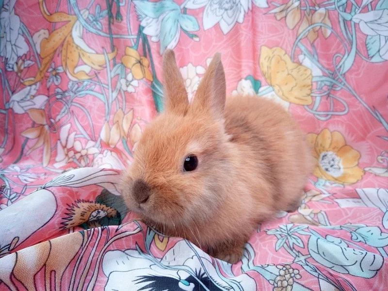 ZAKRSLÁ samička králíčka -k odběru ❤️