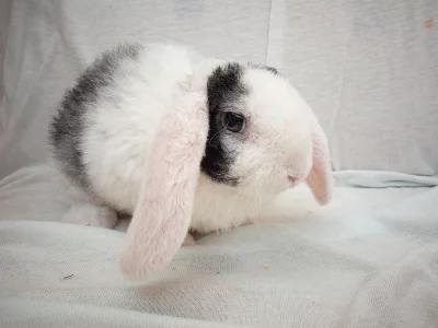 ZAKRSLÝ BERANEK KLUČINA K ODBĚRU S REX SRSTÍ