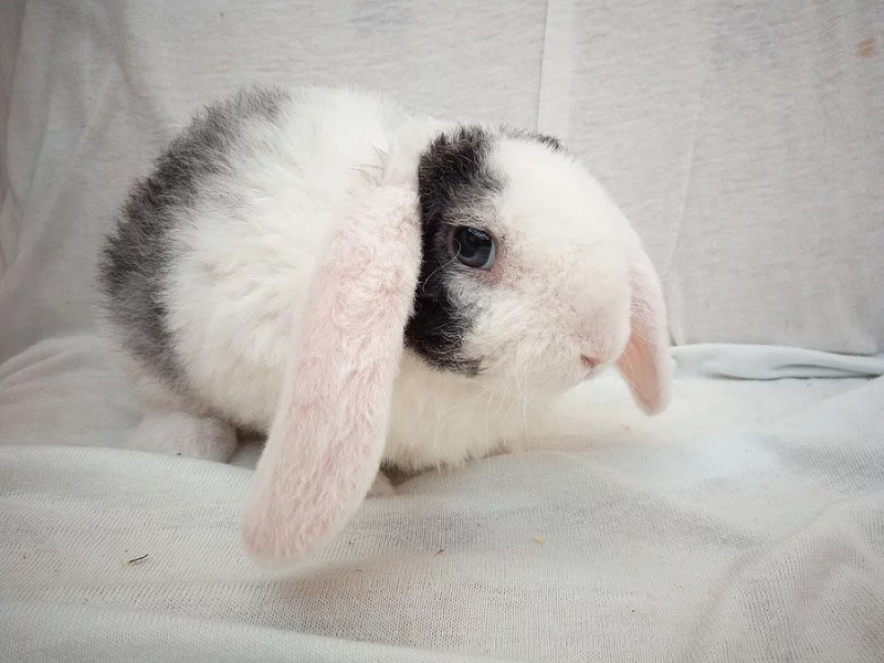 ZAKRSLÝ BERANEK KLUČINA K ODBĚRU S REX SRSTÍ