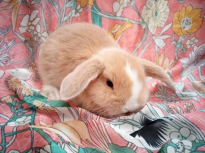 ZAKRSLÝ BERANEK KLUČINA-k odběru