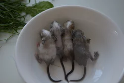 Osmák degu