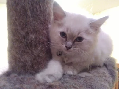 Ragdoll koťátka bez PP