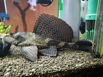 Krunýřovec síťovaný - gibbiceps